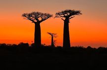 Tsingy of Bemaraha, Kirindy Forest and Avenue of Baobab - 04 Days