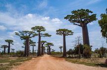 Tsingy of Bemaraha, Kirindy Forest and Avenue of Baobab - 04 Days