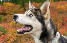 Tundra Walk with Free Running Sled Dogs
