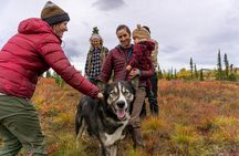 Tundra Walk with Free Running Sled Dogs