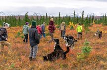Tundra Walk with Free Running Sled Dogs