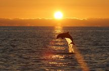 2-Hour Dolphin Guided Safari NP Brijuni from Fazana 