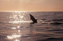 2-Hour Dolphin Guided Safari NP Brijuni from Fazana 