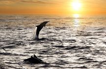 2-Hour Dolphin Guided Safari NP Brijuni from Fazana 