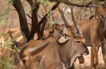Half Day Tour :Bandia Animals Reserve