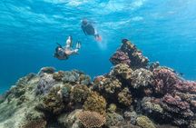 Great Barrier Reef Full Day Tour from Cairns