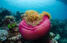 2-Day Snorkelling Experience - Great Barrier Reef Twin Share