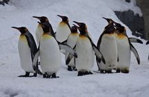 Hokkaido Asahiyama Zoo and Blue Pond Elf Terrace Day Trip