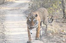 4 Day Golden Triangle Tour With Ranthambore Tiger Safari