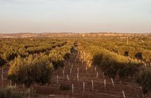 Private Vineyard Day from Marrakech Wine Tasting and City Tour