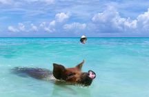 Swimming Pigs with pickup: Pigs can't fly, but they do Swim! 