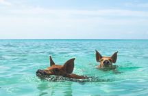 Nassau Swimming Pigs and Private Beach Club Escape