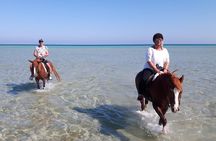Seaside Adventure: Horse Or Camel Ride With Private Transfers