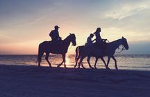 Seaside Adventure: Horse Or Camel Ride With Private Transfers