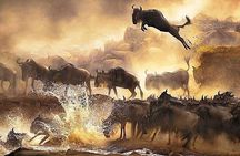 4-Days Masai Mara And lake Nakuru unforgettable Adventure