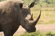 4-Days Masai Mara And lake Nakuru unforgettable Adventure