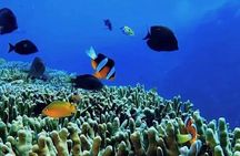 Snorkeling: Ras Mohamed & White Island With Lunch And Drinks