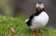 Guided Puffin Safari Boat Tour