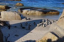 Full Day Cape of Good Hope and Boulders Beach Penguins Tour