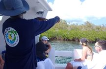 Starfish Encounter & Mangrove Exploration in Grand Cayman