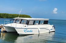 Starfish Encounter & Mangrove Exploration in Grand Cayman