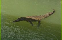 Black River Safari Guided Tour & YS Falls Daytrip with Transfers