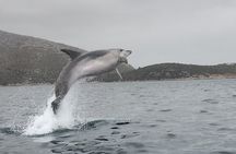 Golfo Aranci: Kayak tour with aperitif&dolphin sighting (max 9 Pax)