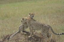 3-Days Budget Lodge Safari - Tarangire, Ngorongoro & Lake Manyara