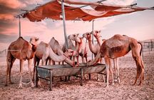 Abu Dhabi Morning Desert Safari: 4x4 Dune Bashing, Camel Ride and Sandboarding