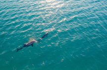 Golfo aranci : Dolphin spotting and snorkling in a dinghy