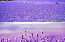 Shikisai-no-Oka and Furano Tour with buffet lunch from Sapporo