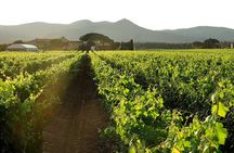  Retrospettiva di Marchesale Wine Tasting and Tour in Bolgheri