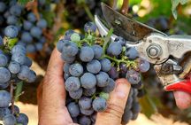 Verticale Aldone Wine Tasting and Winery Tour in Bolgheri