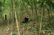 Unique One-Day Tour: Interactive Experience with Red Pandas
