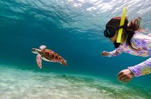 Turtle Snorkeling Tour in Tres Trapi, Aruba