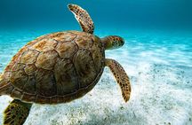 Turtle Snorkeling Tour in Tres Trapi, Aruba