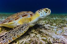 Turtle Snorkeling Tour in Tres Trapi, Aruba