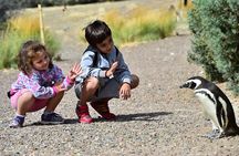 Full Day Punta Tombo - Walking Among Penguins Experience - Madryn