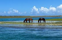 Private Island Eco Tours on a Private Boat from Shackleford Banks