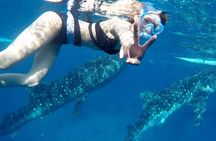 Whale Watching in Sumilon Island with Ocean View Resort and Lunch