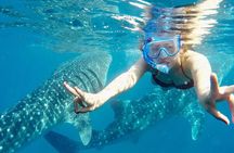 Whale Watching in Sumilon Island with Ocean View Resort and Lunch