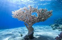 Snorkeling: Ras Mohamed & White Island With Lunch And Drinks