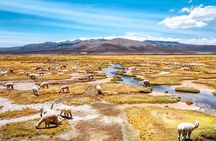  2 Days Colca Canyon Tour with Transfer to Puno 
