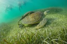 Private Half-day Luxury Experience with Turtles & Majestic Cenote
