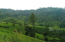 5 Nights Private Tour-Cochin/Munnar/Thekkady/Houseboat- Sanguine 