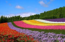 Farm Tomita Shikisai Hill Blue pond with optional Buffet| Sapporo
