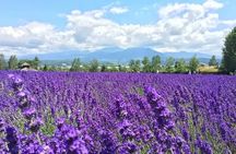 Farm Tomita Shikisai Hill Blue pond with optional Buffet| Sapporo