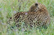 4 Days Private Tour Tarangire Crater and Serengeti 