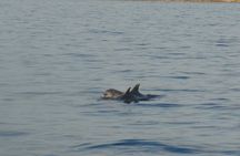 Dolphin Watching around Poreč Riviera with Boat Trip 