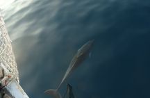 Dolphin Sightseeing in Poreč